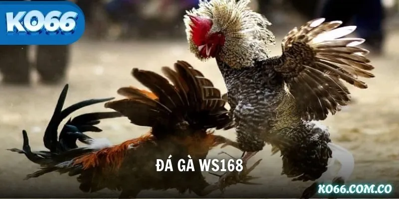 Đá Gà WS168 – Khám Phá Đấu Trường Cá Cược Nóng Nhất 2025